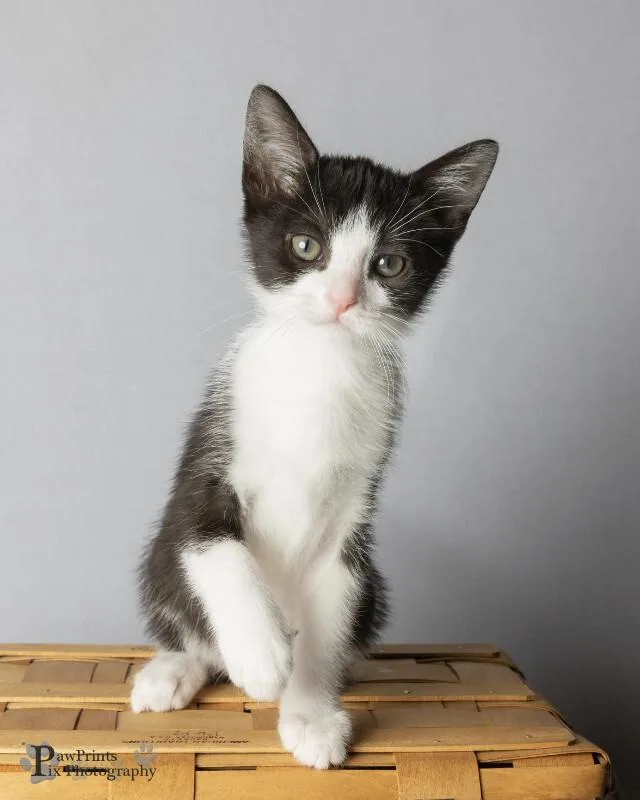 A young medium-sized female Black & White / Tuxedo Domestic Short Hair cat named Sunglow for adoption in Maryville, TN