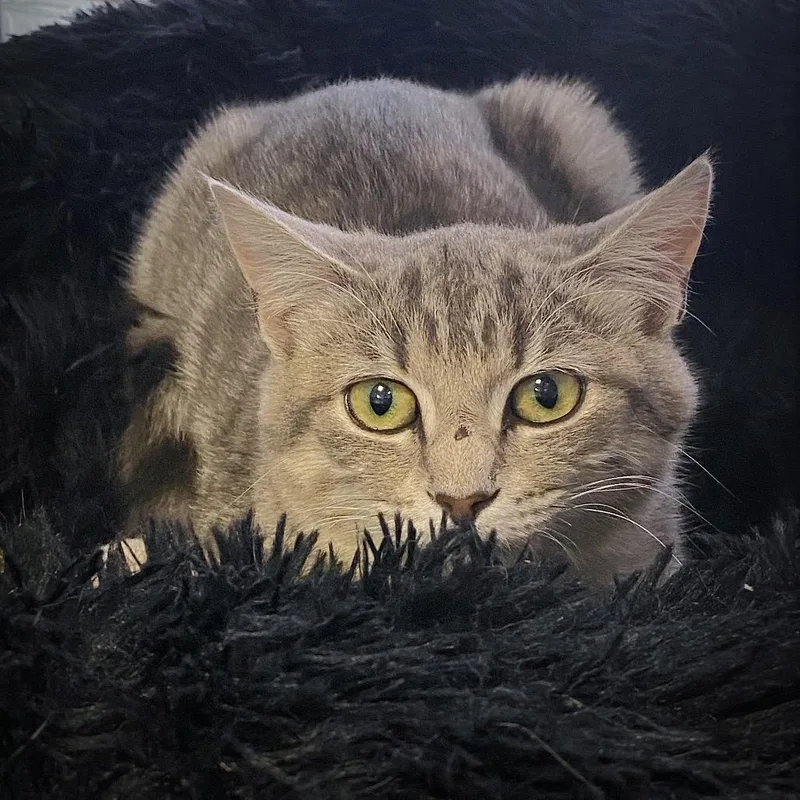 A baby medium-sized female Gray / Blue / Silver Domestic Short Hair cat named Finley for adoption in Huntsville, AL