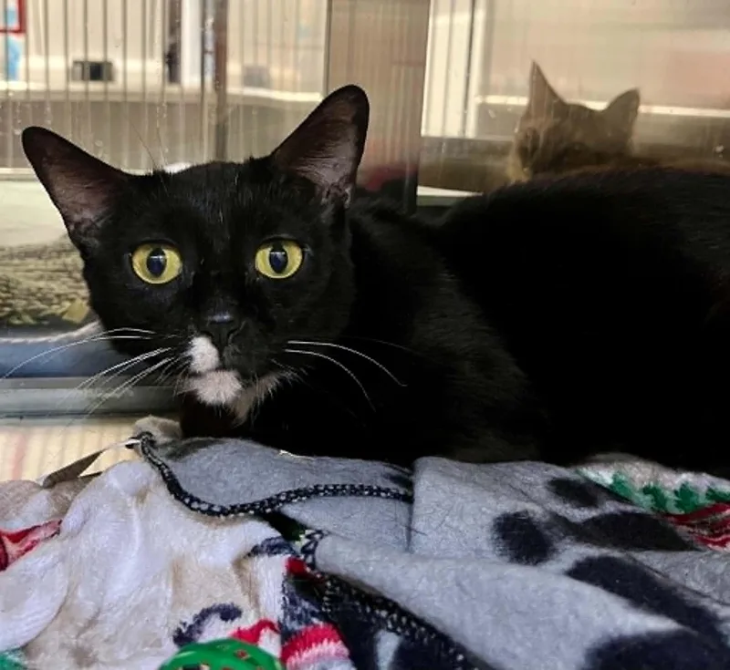 A young medium-sized female Domestic Short Hair cat named Combos for adoption in Moundsville, WV