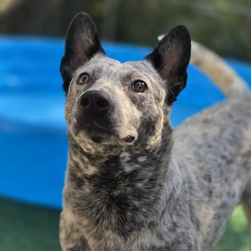 An adult medium-sized female Gray / Blue / Silver Australian Cattle Dog / Blue Heeler dog named Scout for adoption in Mansfield, TX