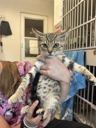 A young small-sized male Domestic Short Hair cat named Seahorse for adoption in King William, VA