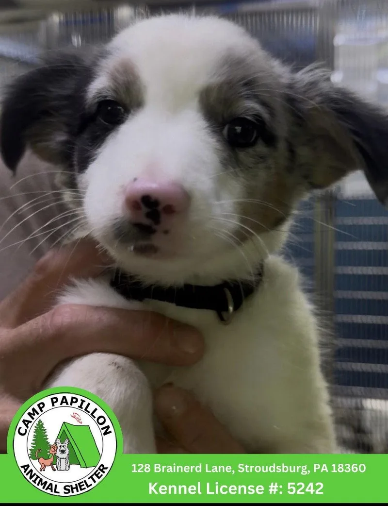 A young medium-sized female Border Collie dog named Patch for adoption in Stroudsburg, PA