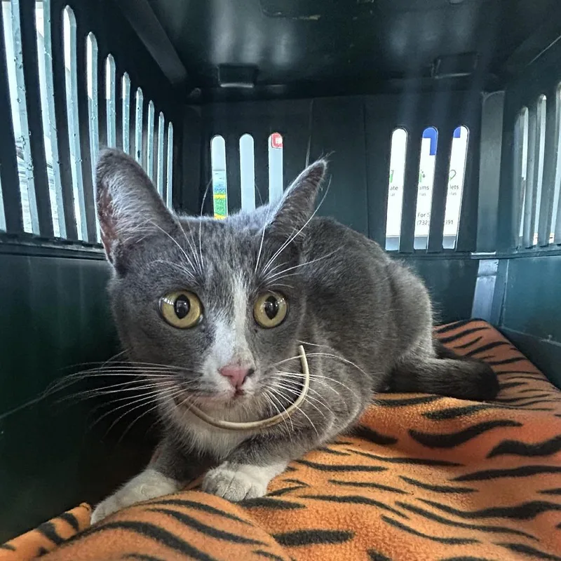 A young small-sized female Gray / Blue / Silver Domestic Short Hair cat named Lotus for adoption in Newark, NJ
