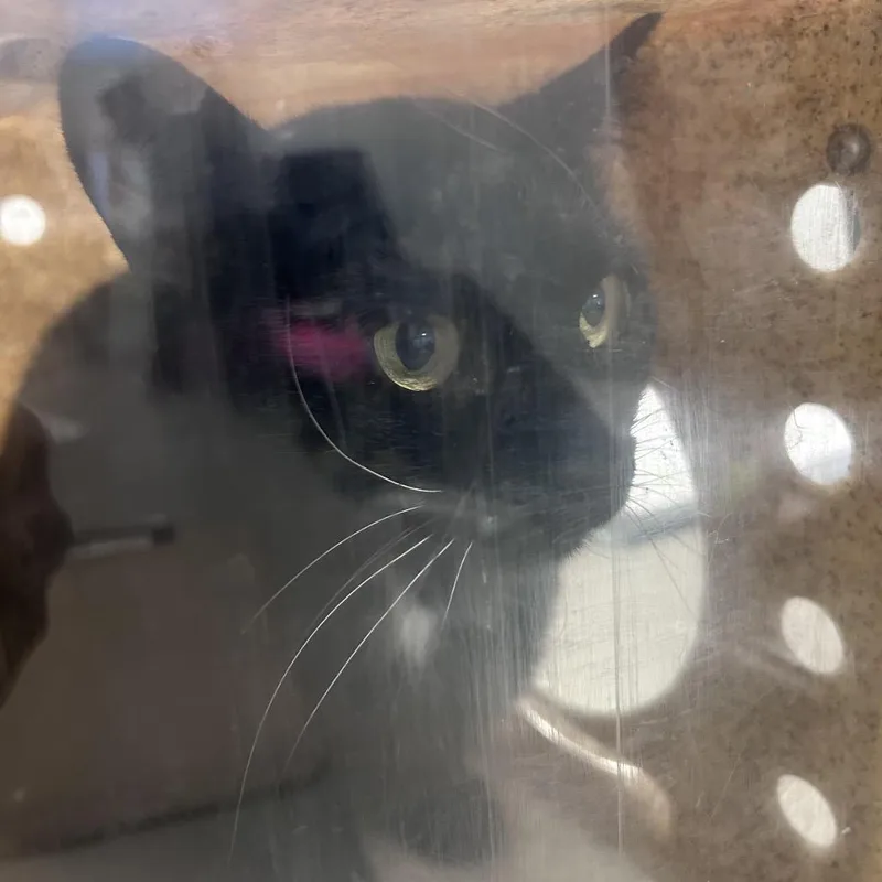 An adult small-sized female Black Domestic Short Hair cat named Ivy for adoption in Philadelphia, PA