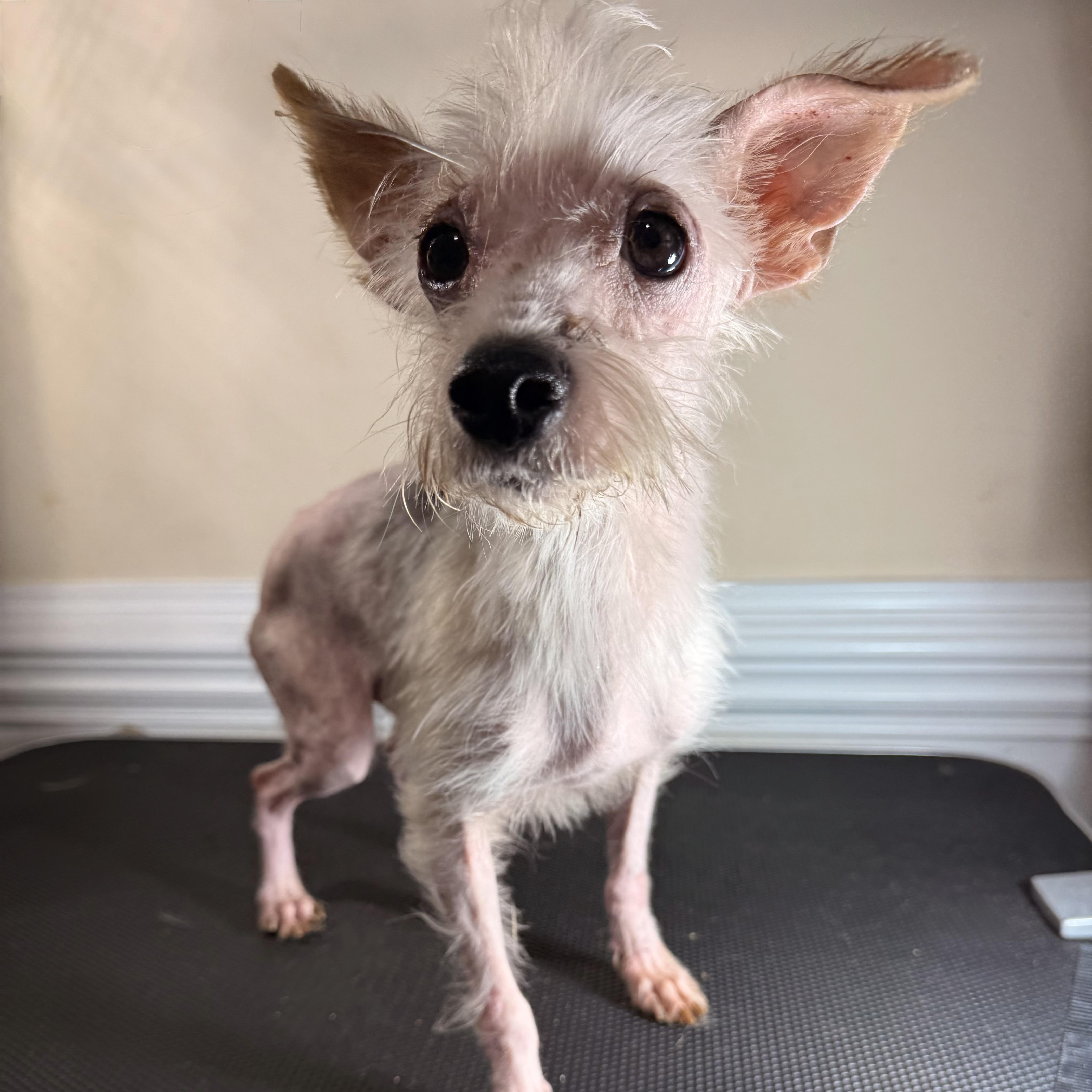 A young small-sized male White / Cream Yorkshire Terrier dog named Prince for adoption in Charlotte, NC