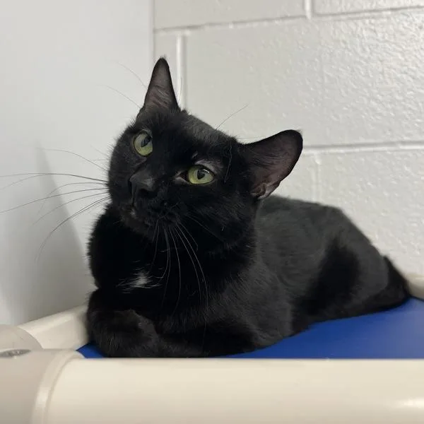 An adult medium-sized female Domestic Short Hair cat named Mott  Bonded W for adoption in Silverdale, WA