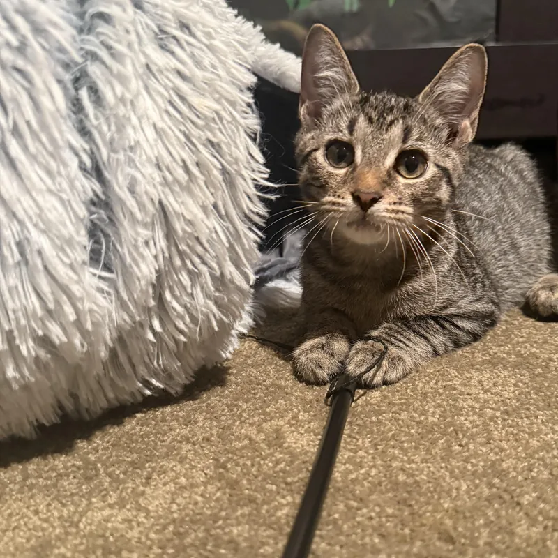 A baby medium-sized male Domestic Short Hair cat named Wonder for adoption in Moriches, NY