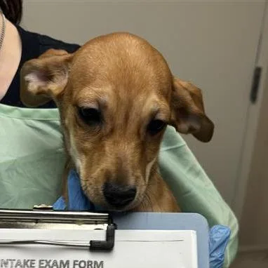 A baby small-sized female Yellow / Tan / Blond / Fawn Chihuahua dog named Boca for adoption in Tempe, AZ