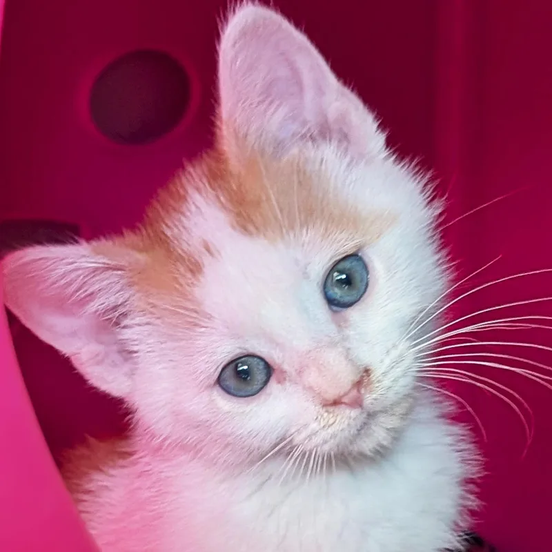 A baby medium-sized male White Domestic Short Hair cat named Sunflower Reduced Fee for adoption in Jefferson, WI