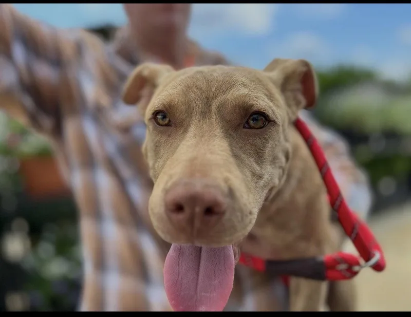 A young large-sized male Labrador Retriever dog named Winston Lonestar for adoption in Rockaway, NJ