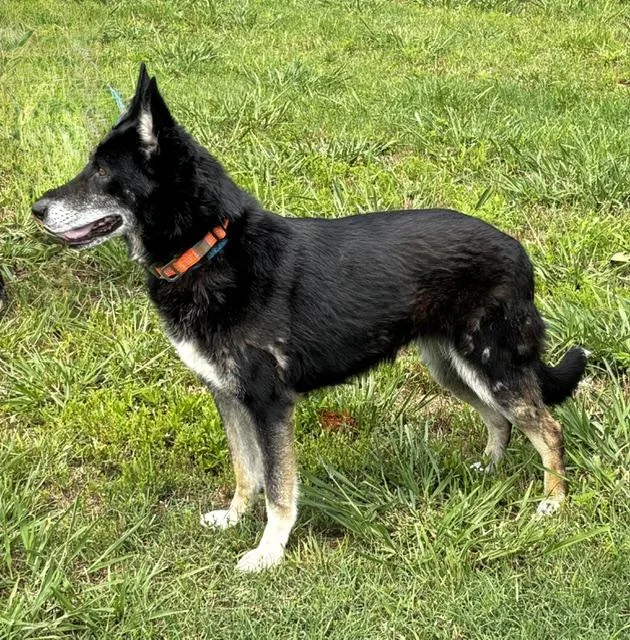 An adult medium-sized female German Shepherd Dog dog named Regina for adoption in Gardiner, NY