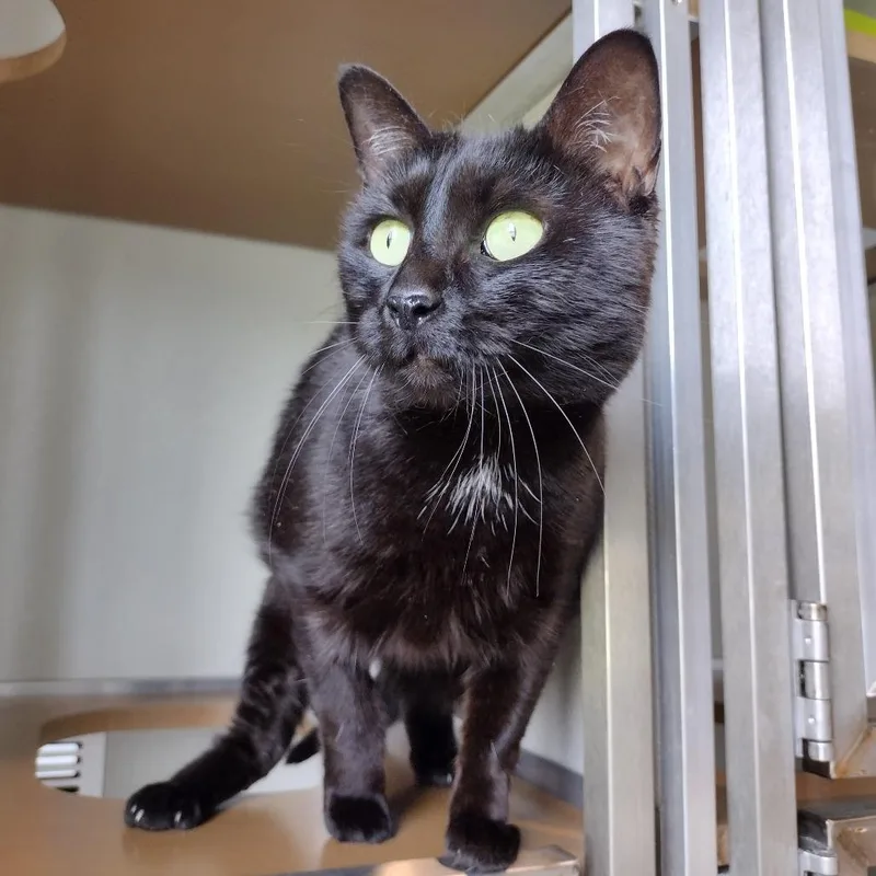 An adult large-sized female Black Domestic Short Hair cat named Squeakers for adoption in Chattanooga, TN