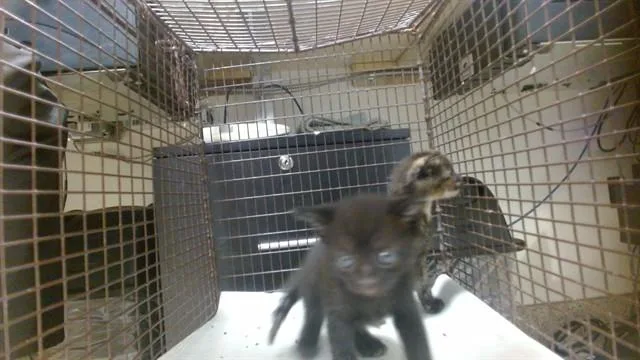 A baby small-sized female Domestic Short Hair cat named Ariel for adoption in Miami, FL