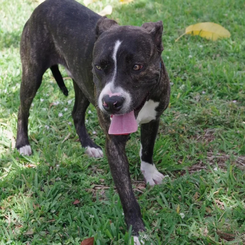 A young medium-sized male Brindle Terrier dog named Puppy Dale for adoption in Miami, FL