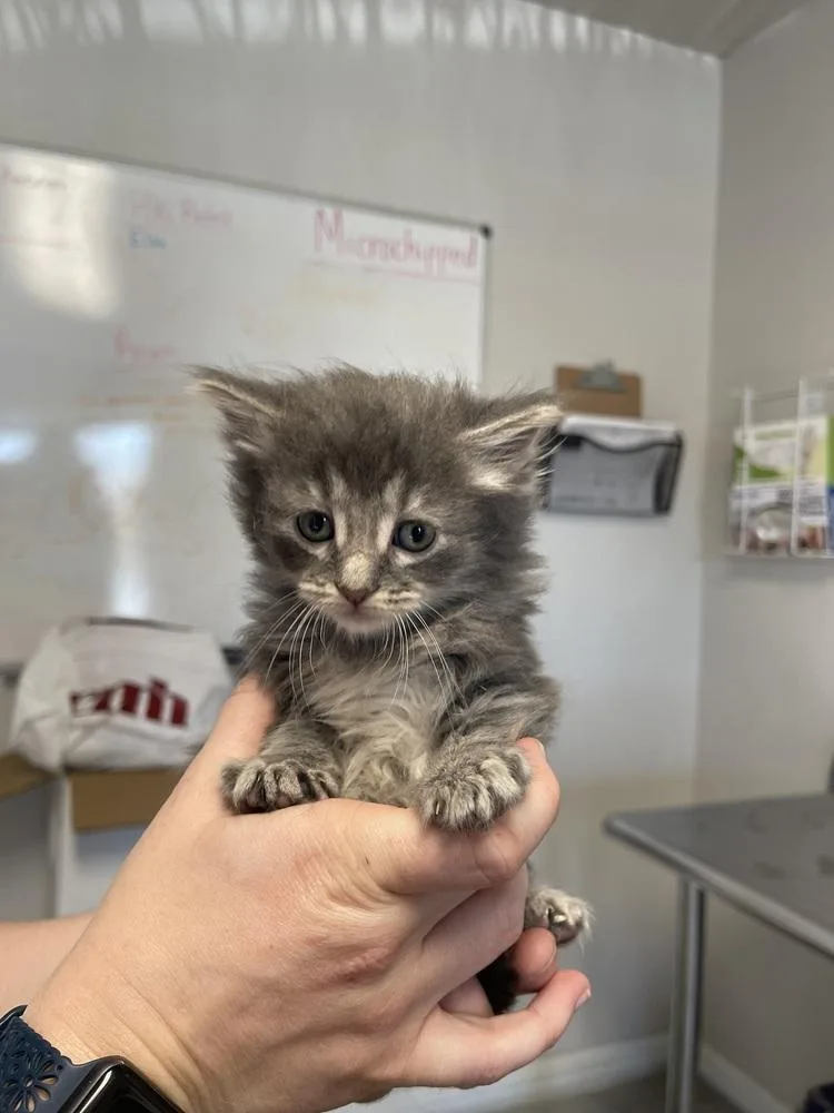 A young small-sized male Domestic Long Hair cat named Zorro for adoption in Bolivar, MO