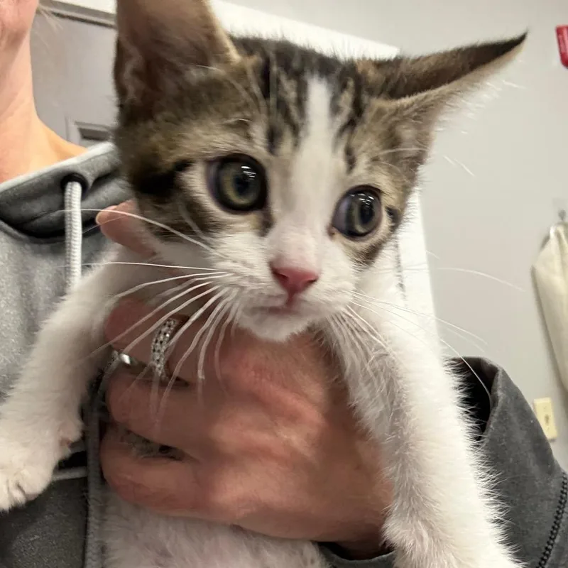A baby small-sized male White Domestic Short Hair cat named Gary for adoption in Normal, IL