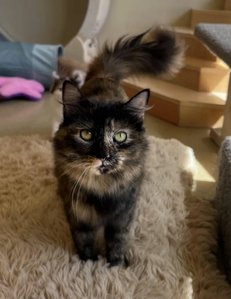A young medium-sized female Tortoiseshell cat named Eggs for adoption in Bristol, RI