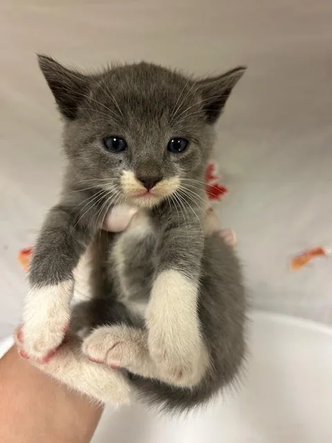 A young small-sized male Domestic Short Hair cat named Saucer for adoption in Riverside, CA