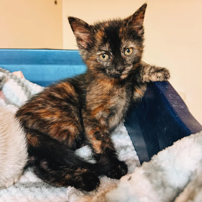 A young medium-sized female Tortoiseshell Domestic Short Hair cat named Katniss for adoption in Hays, KS
