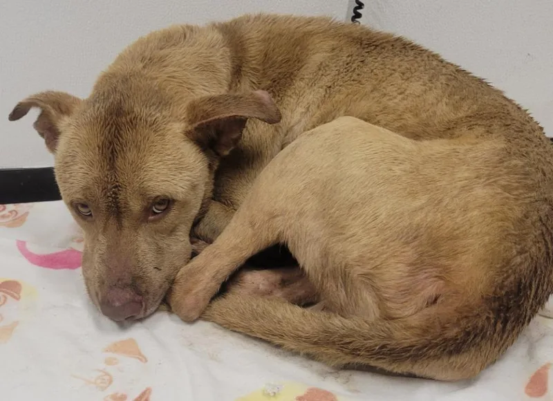 A young medium-sized male Pit Bull Terrier dog named Grady for adoption in Seven Points, TX