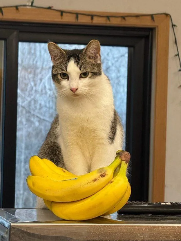 A young medium-sized male Tabby (Gray / Blue / Silver) Domestic Short Hair cat named Chihiro for adoption in Anchorage, AK