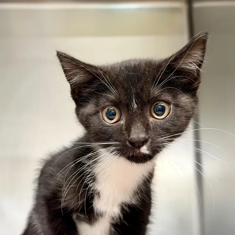 A baby medium-sized female Black & White / Tuxedo Domestic Short Hair cat named Alice for adoption in Jackson, NJ
