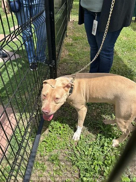 A young medium-sized female American Staffordshire Terrier dog named Faith for adoption in San Antonio, TX