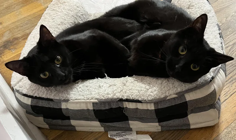 A young medium-sized female Black Domestic Short Hair cat named Squid & Mr. Spot for adoption in Medford, MA