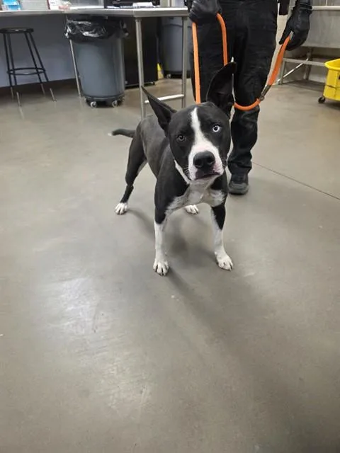 A young large-sized male Siberian Husky dog named Buckeye for adoption in Phoenix, AZ