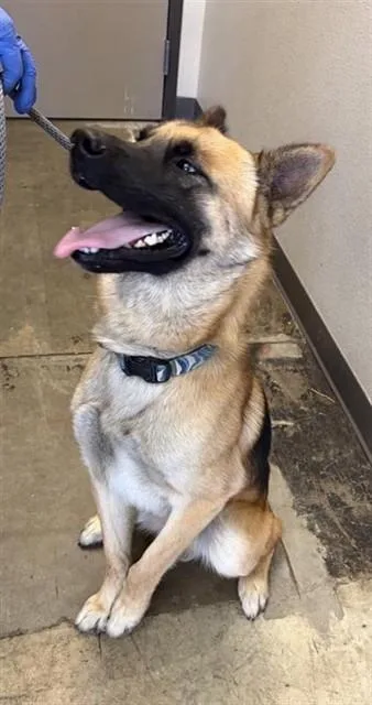 A young large-sized male German Shepherd Dog dog named Miller for adoption in Ontario, CA