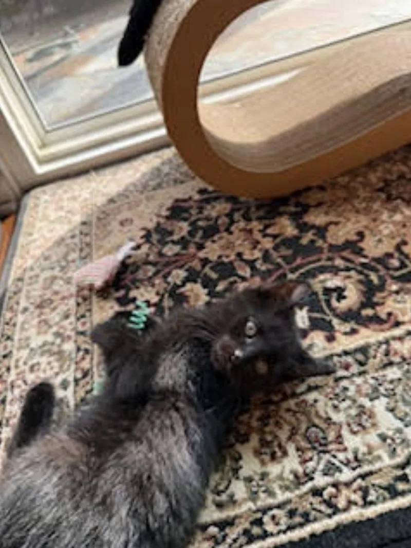 Spooky & Kookie thumbnail 3