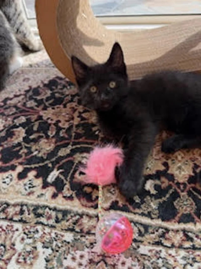 Spooky & Kookie thumbnail 4