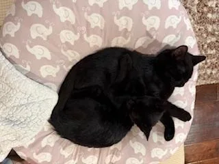 Spooky & Kookie thumbnail 5