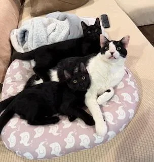 Spooky & Kookie thumbnail 6