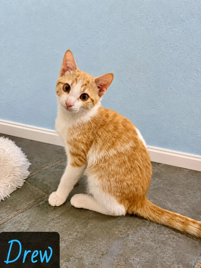 A young medium-sized male Orange & White Domestic Short Hair cat named Drew for adoption in Englewood, FL