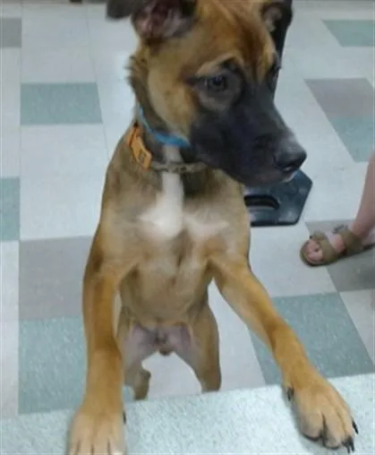 A baby medium-sized male Belgian Shepherd / Malinois dog named A for adoption in Oklahoma City, OK