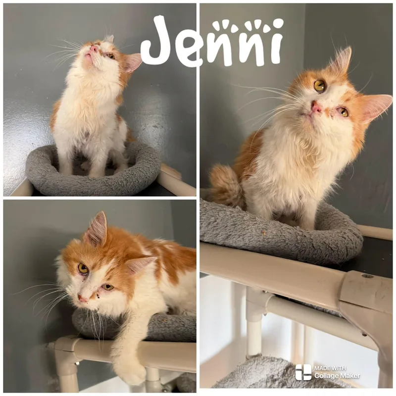 A senior medium-sized female Orange & White Domestic Long Hair cat named Jenni for adoption in Saint James, MO