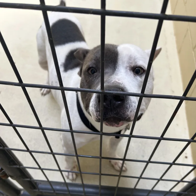 An adult medium-sized male Gray / Blue / Silver Pit Bull Terrier dog named Dorsy for adoption in Clarksville, VA