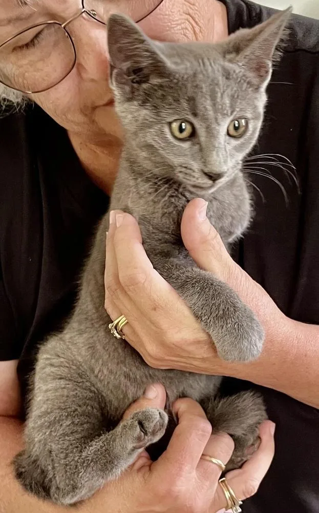 A baby medium-sized male Gray / Blue / Silver Domestic Short Hair cat named Bounce for adoption in Franklin, WV