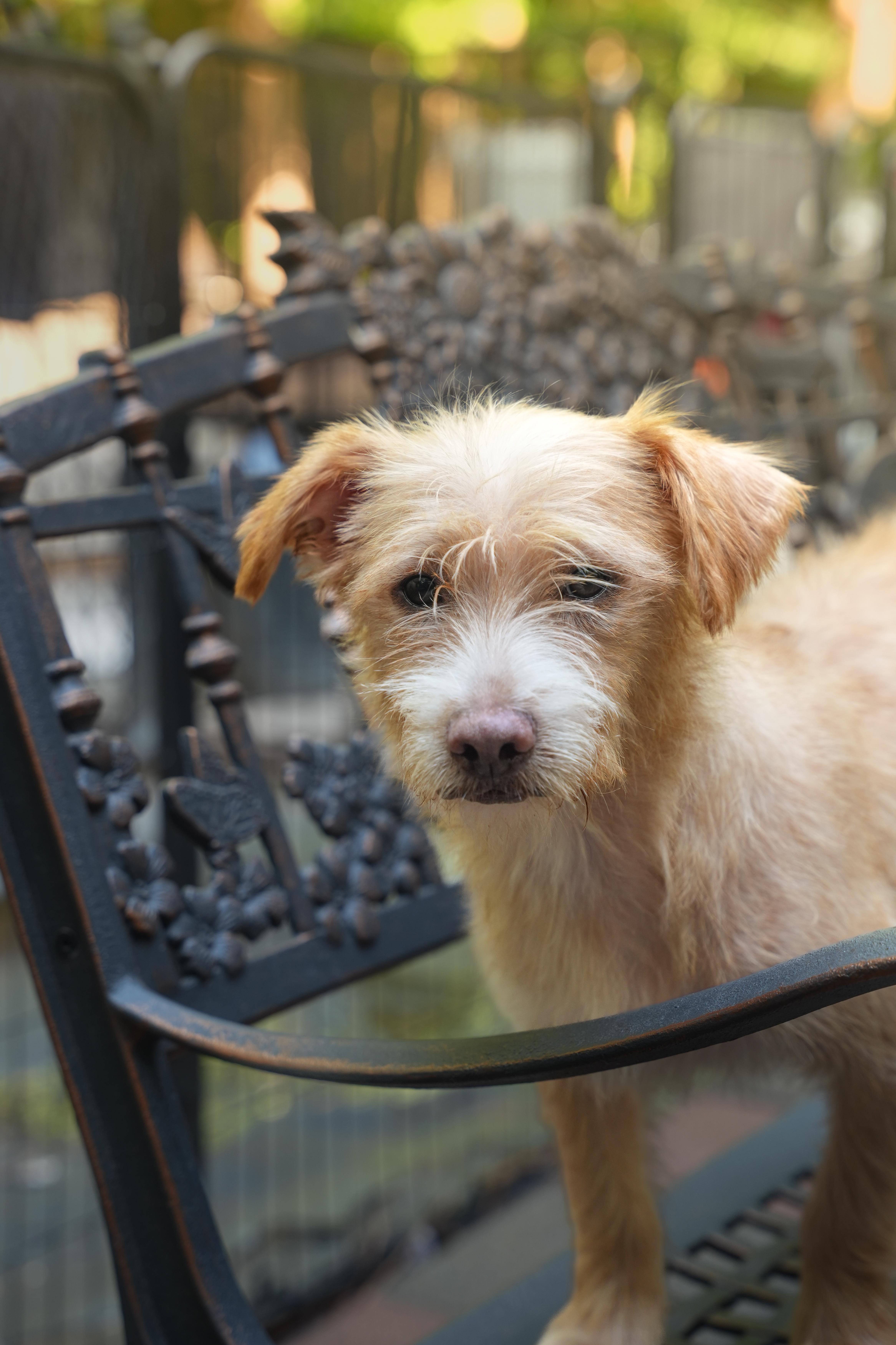 A young small-sized male Chihuahua dog named Otis for adoption in Dalton, GA