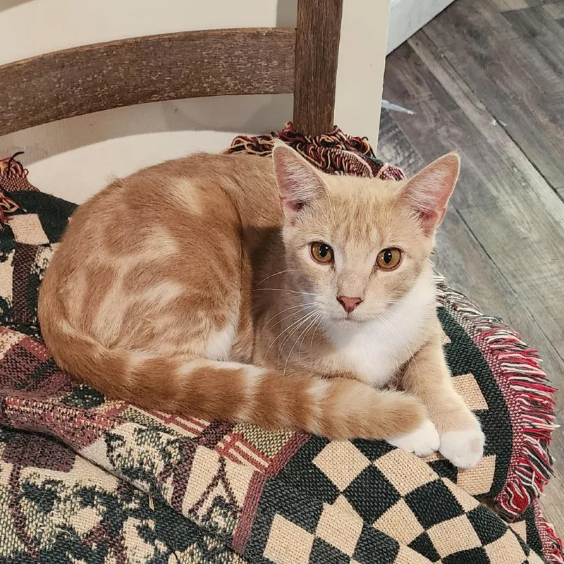 A young medium-sized male Orange / Red Domestic Short Hair cat named Marley for adoption in Winston Salem, NC