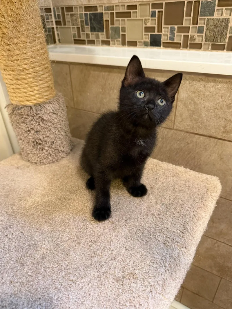A baby large-sized male Black Tabby cat named Bruno for adoption in Ringwood, NJ