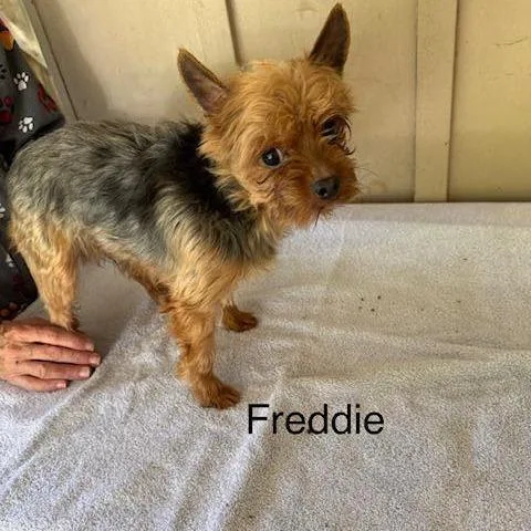 A senior small-sized male Yellow / Tan / Blond / Fawn Yorkshire Terrier dog named Freddie for adoption in Alexandria, VA