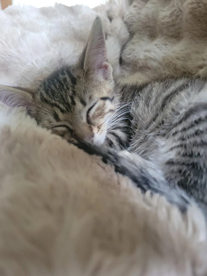 An adult medium-sized male Domestic Short Hair cat named Kotare for adoption in Walled Lake, MI