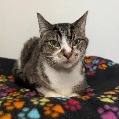 A senior medium-sized male Tabby (Gray / Blue / Silver) Domestic Short Hair cat named Axle for adoption in Rochester, MN
