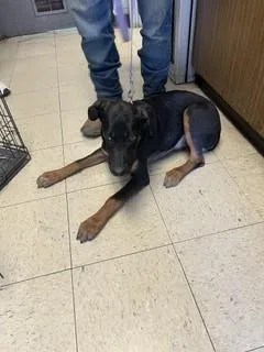 A young small-sized male Doberman Pinscher dog named Luke for adoption in Stockton, CA