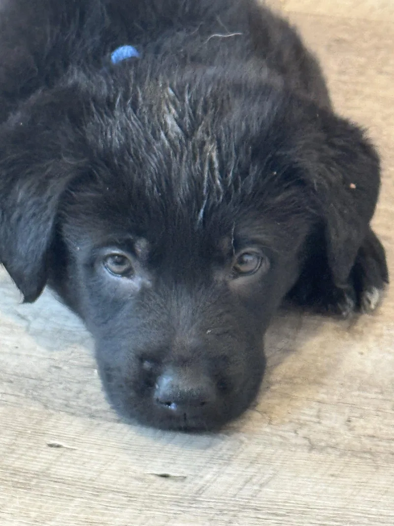 A baby large-sized male Labrador Retriever dog named Rosie's Puppy Scout for adoption in San Diego, CA