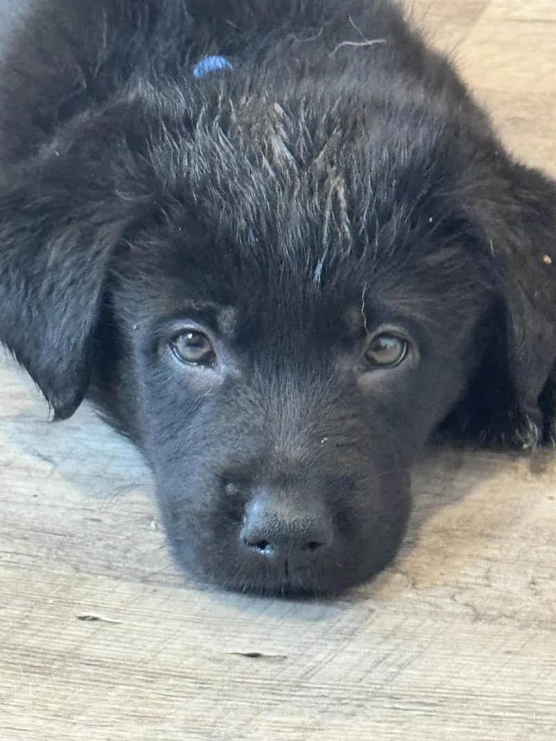 Rosie's Puppy Scout thumbnail 2