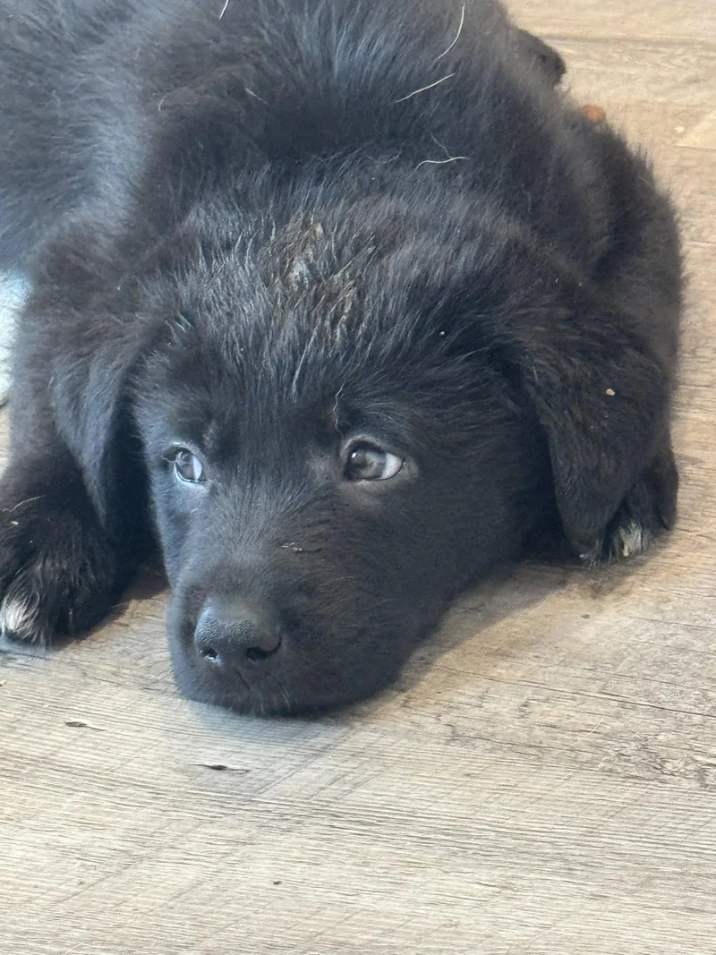 Rosie's Puppy Scout thumbnail 3