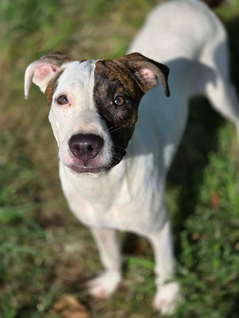 A young medium-sized male Mixed Breed dog named Chance for adoption in Anniston, AL